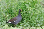 Common Moorhen