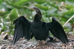 Anhinga