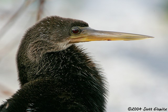 Anhinga