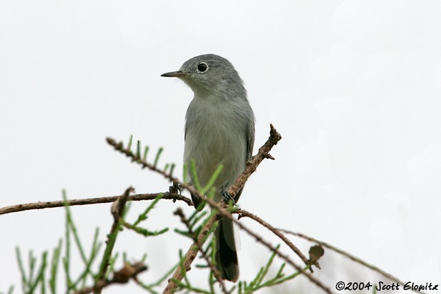 Blue-gray Gnatcatcher