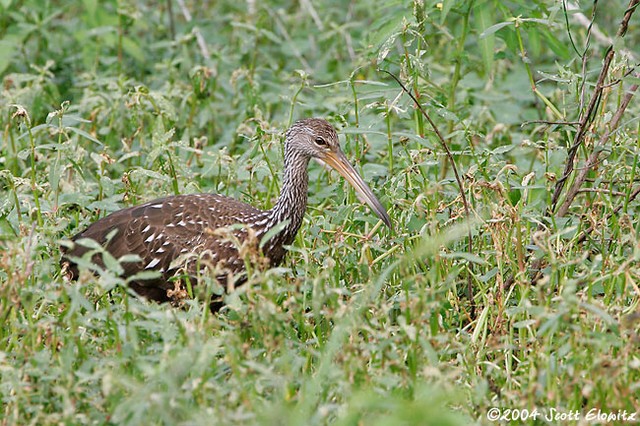 Limpkin