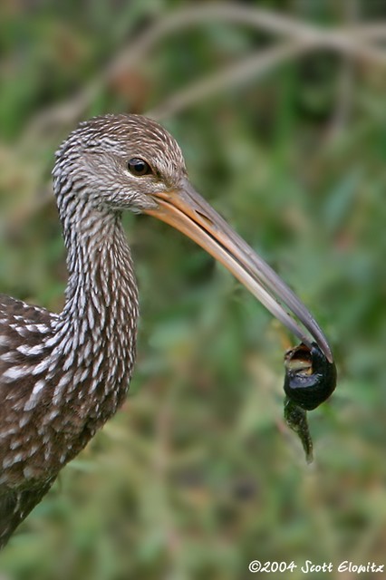 Limpkin