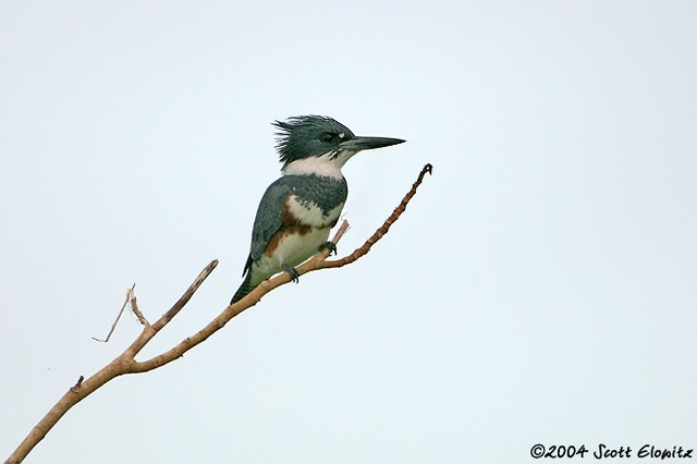 Belted Kingfisher