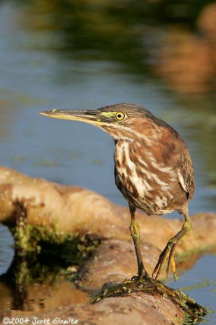 Green Heron