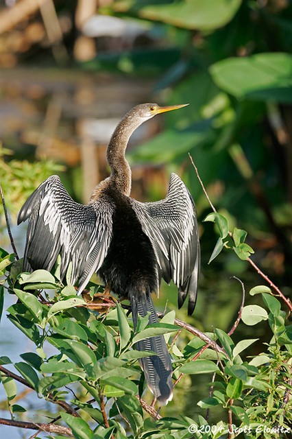 Anhinga