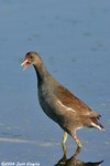 Common Moorhen