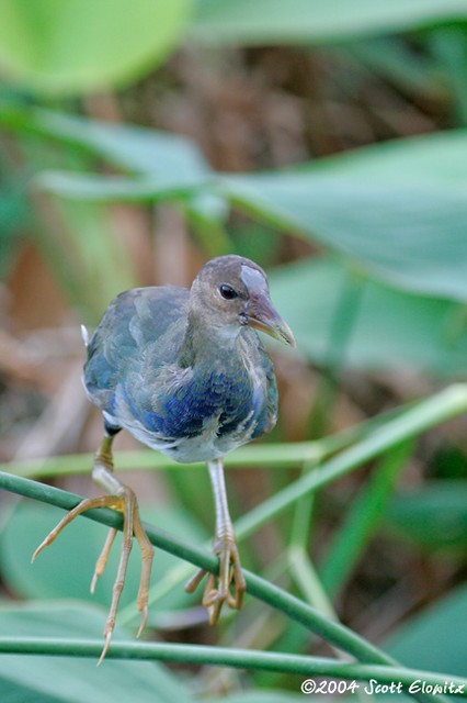 Purple Gallinule (juvenile)