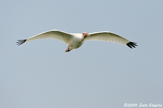 White Ibis