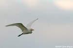 Cattle Egret