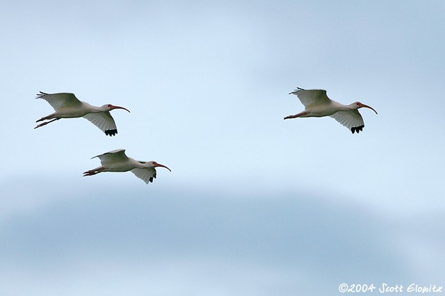 White Ibis