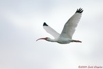 White Ibis