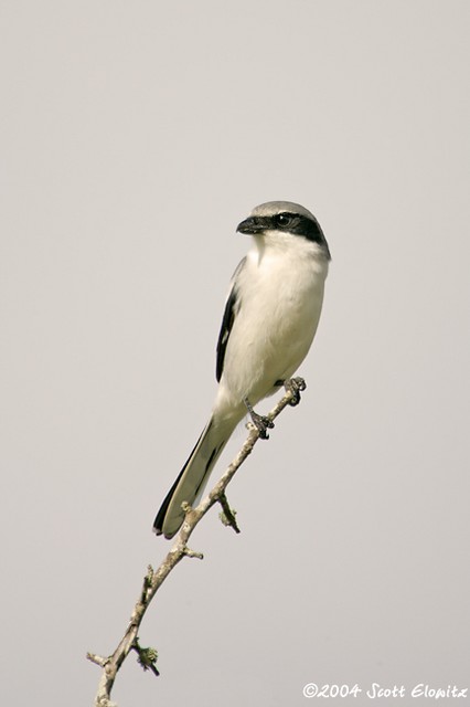 Loggerhead Shrike