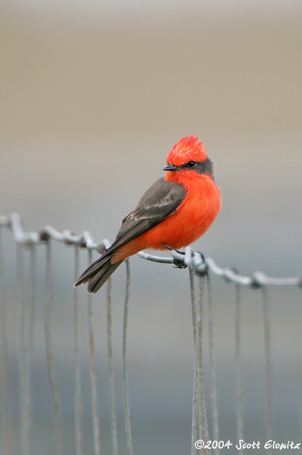 Vermilion Flycatcher