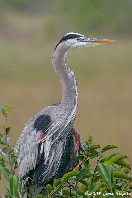 Great Blue Heron