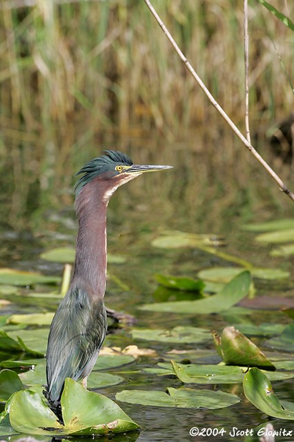 Green Heron