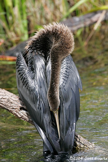 Anhinga