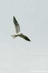 White-tailed Kite