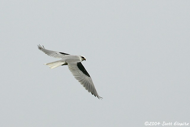 White-tailed Kite