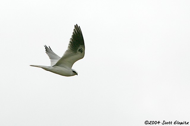 White-tailed Kite