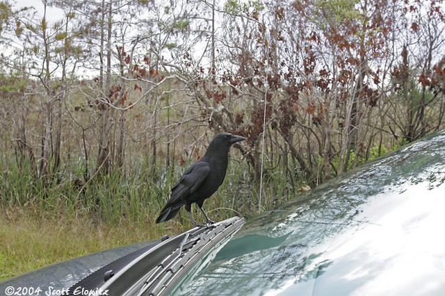 American Crow