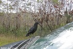 American Crow