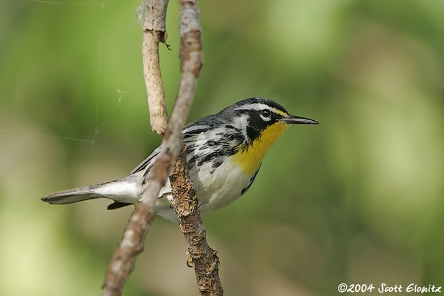 Yellow-throated Warbler