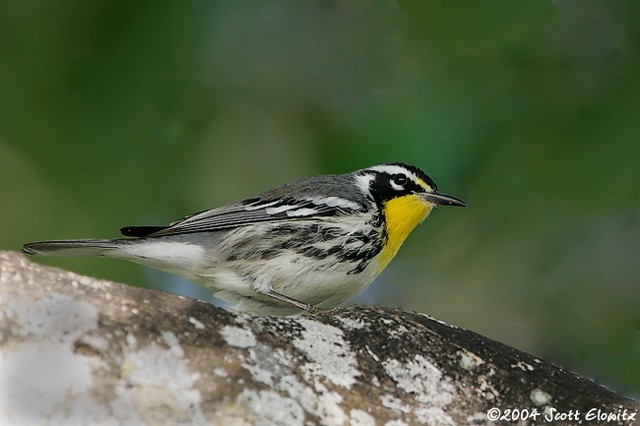 Yellow-throated Warbler