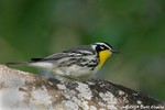 Yellow-throated Warbler