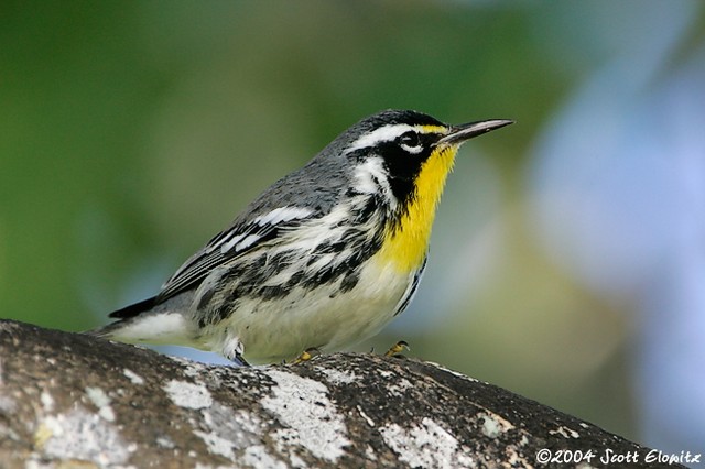 Yellow-throated Warbler