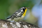 Yellow-throated Warbler