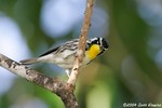 Yellow-throated Warbler