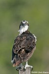 Osprey