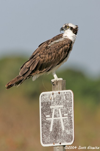 Osprey