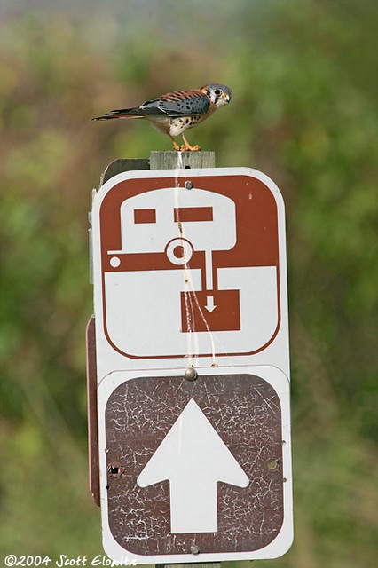 American Kestrel