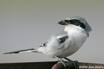 Loggerhead Shrike