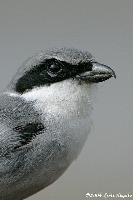 Loggerhead Shrike