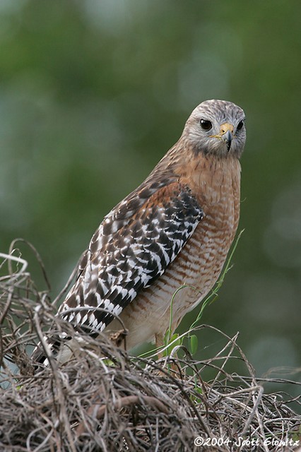 Red-shouldered Hawk