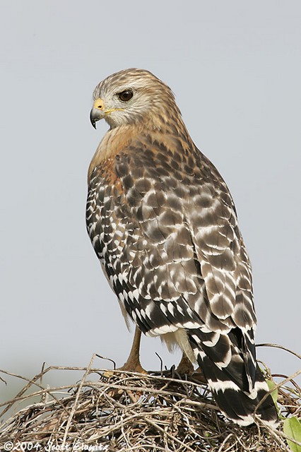 Red-shouldered Hawk