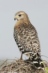 Red-shouldered Hawk