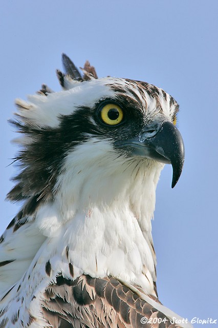 Osprey