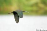 Glossy Ibis