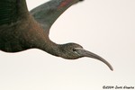 Glossy Ibis