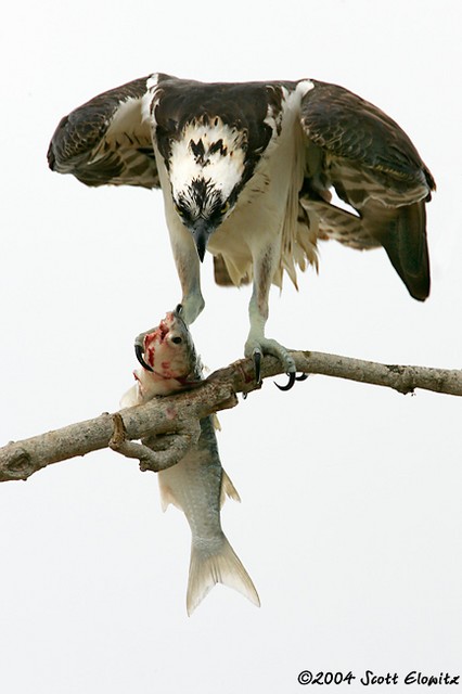 Osprey