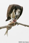 Osprey