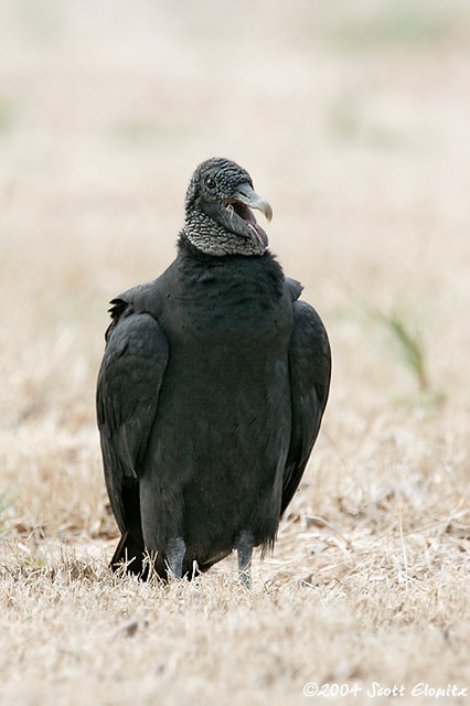 Black Vulture