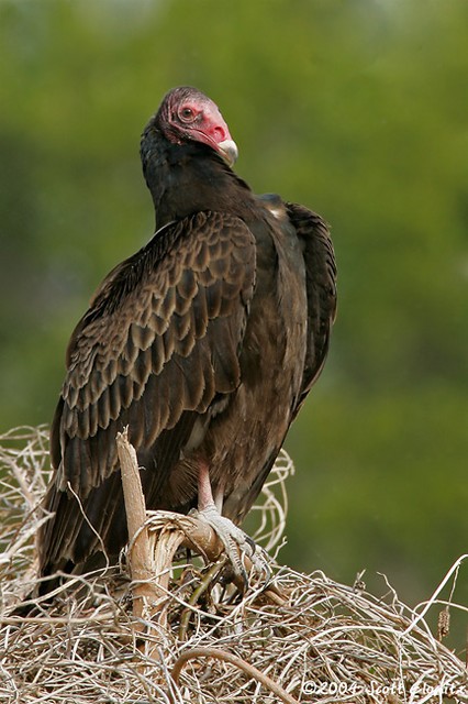 Turkey Vulture