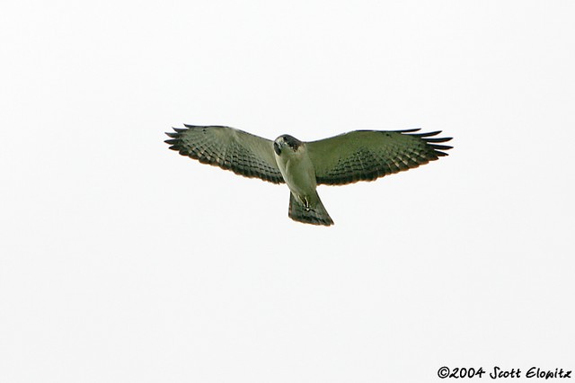 Short-tailed Hawk