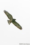 Short-tailed Hawk (dark morph)