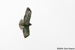 Short-tailed Hawk (dark morph)