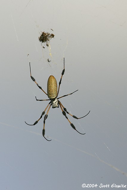 Golden-silk Spider